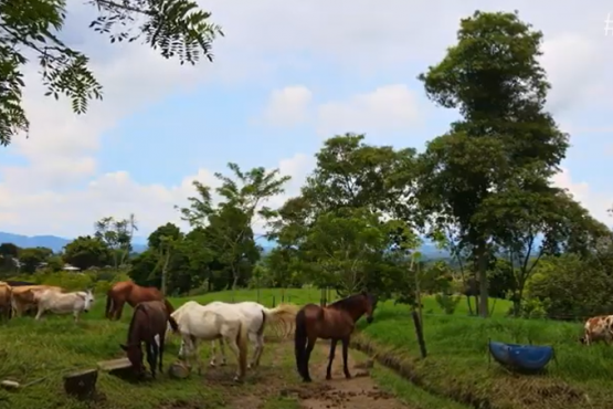 Ulloa, Valle del Cauca 